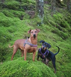 In 1884, the pinscher was recognized as a separate individual with an approved standard.
