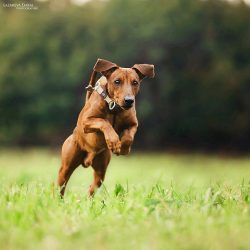 It is known that until 1879, Pinschers and Schnauzers were considered one breed and that the dif ...