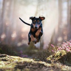 Pinscher, along with the schnauzer, was a human assistant: his duties included catching rats, gu ...