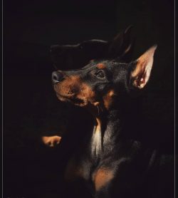 The German Pinscher is one of the most famous and ancient dogs from Germany.