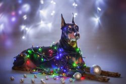 Pinscher likes to dominate, so he needs a good upbringing. 