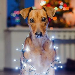 If the owner is sad, the German Pinscher will no doubt try to console him.