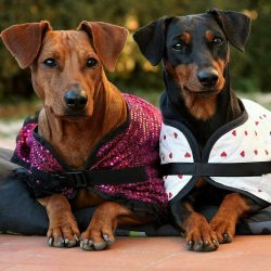 The German Pinscher has no undercoat, which means that the dog can freeze in cold weather.
