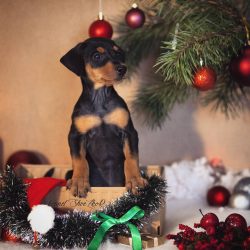 In 1880, breeders proposed the first breed standard for the German Pinscher.