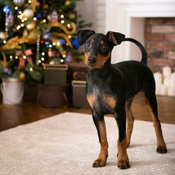 The German Pinscher is a very active dog, so he needs long walks in the fresh air, preferably wi ...