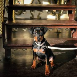 During molting, you should comb your pet with a massage mitten to remove loose hairs.