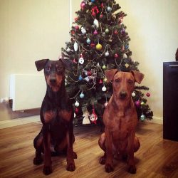 The short coat of the Pinscher does not require careful maintenance. Bathe your dog as it gets d ...
