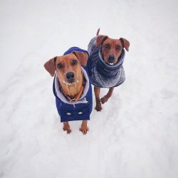 For a long time, this breed was unknown to the public, so it had a small number. Because of this ...