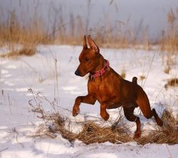 With animals, the German Pinscher gets along easily if they recognize his leadership.