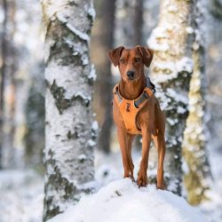 The breed takes its origin in the 17th century. It was produced by crossing hunting German Biber ...