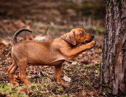 Walking, running in the yard and playing are German Pinscher’s favorite activities.