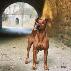 The German Pinscher will surely make friends with school-age children.