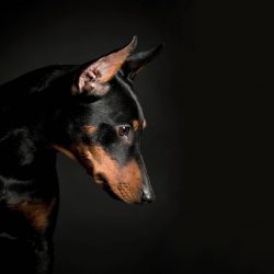 I must say that the Pinscher is not the best breed for young children. During the game, the pet  ...