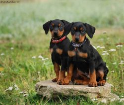 Pets of this breed are excellent guards, they mistrust strangers.