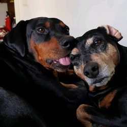 If you decide to buy a German Pinscher, then with proper care it can live for 12-16 years.