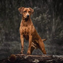 The neck of the German Pinscher is short, without dewlaps, of medium size and well-muscled.