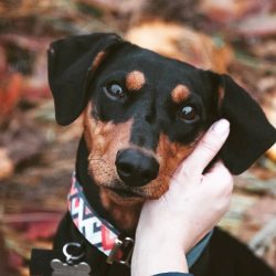 This breed has proportional compact dimensions, the body is close to a square format, thanks to  ...