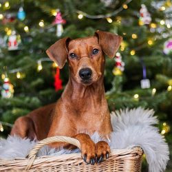 The size of an adult German Pinscher dog varies from 43 to 58 cm, weighing 12-16 kg.