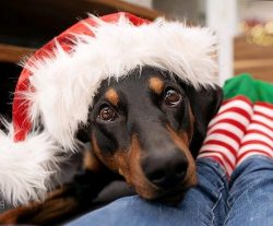 Ears set high, have a sharp shape acquired as a result of cropping. The eyes of the dog are smal ...