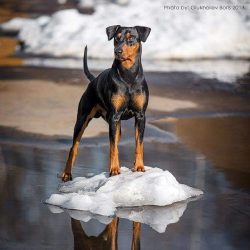 The German standard pinscher has a compact size. The head is narrow and long, has a wedge-shaped ...