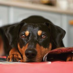 This breed must be under control, needs a lot of attention, regularly walk the dog, while the du ...