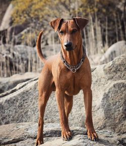 They are made for family life, become loyal and affectionate friends, love to play, and have a l ...