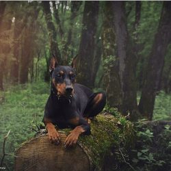  They are excellent defenders and guards; they show distrust and alertness to strangers. 