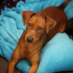 If you live in an apartment and decide to get yourself a dog, this breed will be the perfect apa ...