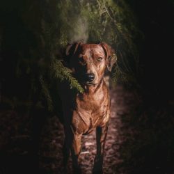 The dog will obey a person who can confirm his power and authority.