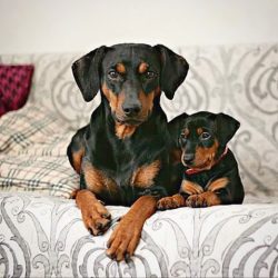 The German Pinscher is a strong-willed breed; a person with a weak will and character cannot sup ...