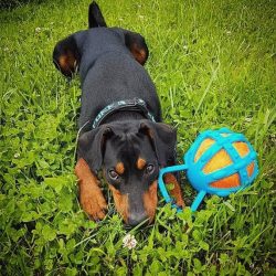 It is easy to teach him new tricks, but getting them to perform will be much more difficult. Som ...