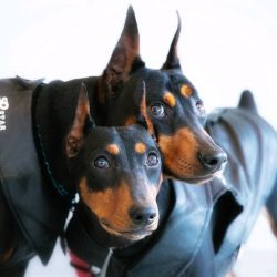 This breed is ideal for a person who is looking for a faithful friend, but at the same time he m ...