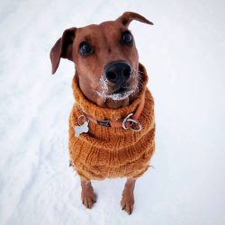 Pinscher is distinguished by high intelligence and independent character.