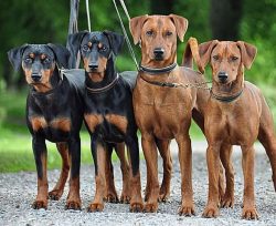 A properly raised dog will look after other animals, however, it is better not to let hamsters a ...