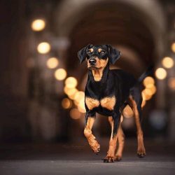 The dog will be wary of strangers, if it senses danger, it can raise barking and become a real d ...