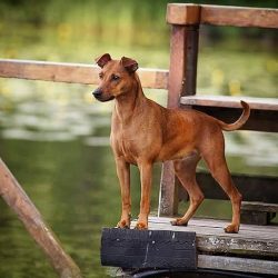 He is friendly to children, but when protecting his place in the house or a bowl, he can show ag ...