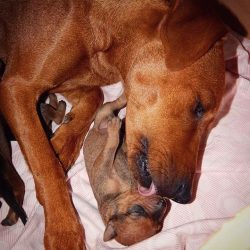 When communicating with children, you should be near to pause the game if the dog behaves aggres ...