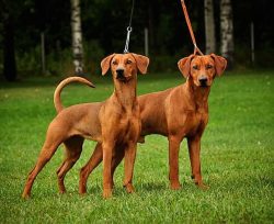 The dog will quickly find a common language with children, which will become different for them  ...