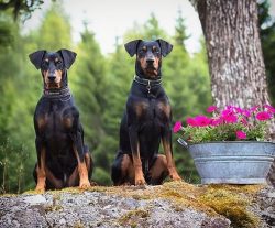The German Pinscher has quite strong hunter instincts, so watch him more closely while walking.