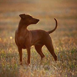 There can be friction with cats due to the dog’s constant attempts to draw the purr into i ...