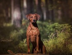 Standard Pinschers do not belong to the category of overly talkative dogs, so they do not annoy  ...
