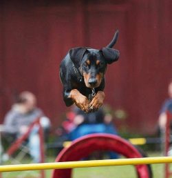 Having a Pinscher puppy at home, get ready to seriously invest in the educational and training p ...
