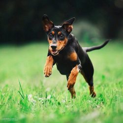 A characteristic feature of the breed is the desire to independently “steer” the lif ...
