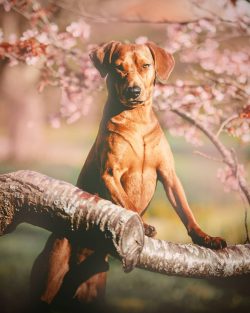 Standard Pinschers are quite friendly towards other pets and are easy for a second “tail&# ...