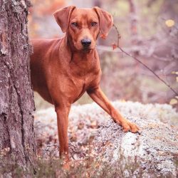 The most famous descendants of the Pinschers are Rottweilers, Dobermans, Affenpinschers, and Min ...