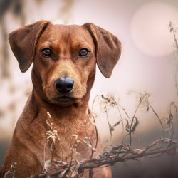 The German Pinscher is a rare breed of black and tan and reddish-brown dogs that have been bred  ...