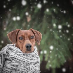 Standard Pinschers do not belong to the category of overly talkative dogs, so they do not annoy  ...