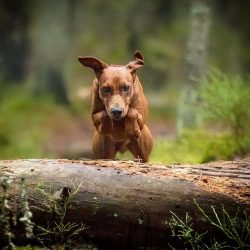 The breed is recommended for keeping active people who are ready to build their own daily routin ...