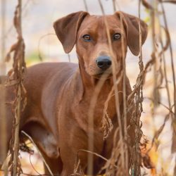 The German Pinscher is a thunderstorm of small rodents and a quick-witted slicker, with proper t ...
