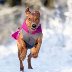  Among breeders, this savvy, merry fellow enjoys a reputation as an adventurer and “chamel ...